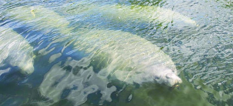 ⭐Migrating Manatees, 100 Launches, Teachers Settle