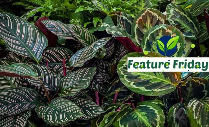 The Wonderful, Wild World of Calatheas