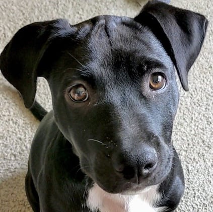 Seven Days to a Stronger Bond and Better Behavior