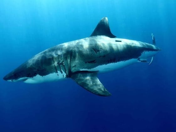 10-foot great white shark discovered south of Marco Island in the Gulf of Mexico
