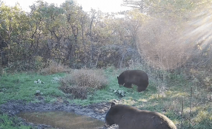 🤠 Leaves, Treats & Fresh Starts