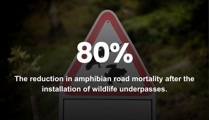 🌅 Wildlife Crossings Work