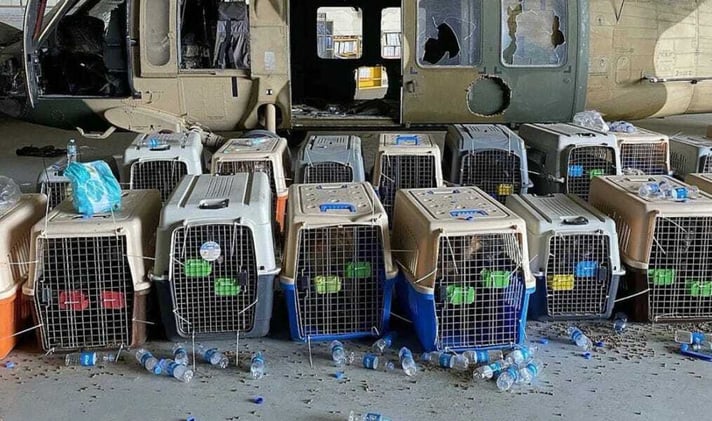 Outrage after US Military leaves 46 dogs, 30 million Afghans, behind