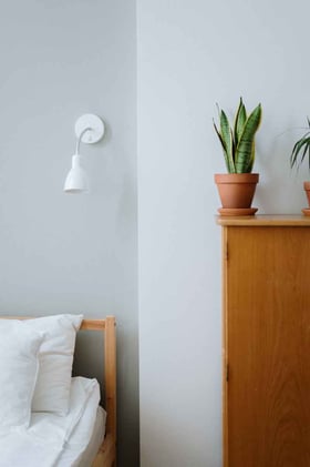 3 Best Plants For Your Bedroom