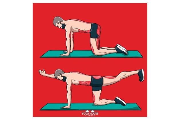 Why You NEED to do the Bird Dog