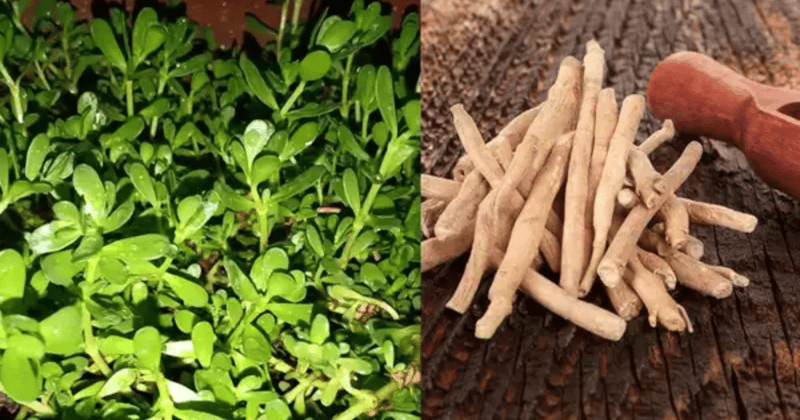 Ashwagandha: Quali Sono i Benefici?