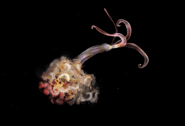 Nov 2 - Caribbean Hub dances for hurricane relief