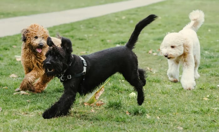🐶 Dream Park, Hands-on Fun, & Join the Barndominium Life