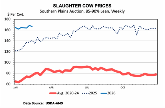 📈 Cull Cow Prices Surge