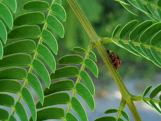 Nature Lives Here: Urban Biodiversity and Climate Resilience 🌱