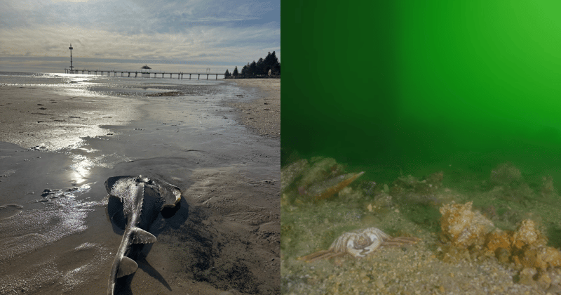 South Australia is being devastated right now by a toxic algal bloom. Could New South Wales be next to experience an environmental disaster?