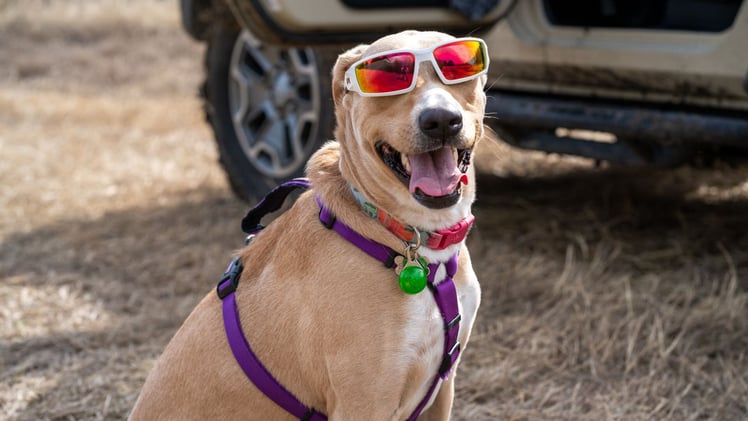 🟡 Stowe Dog Park Grand Reopening this Saturday
