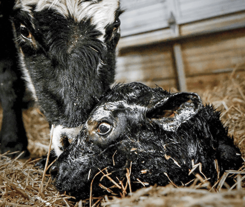 📋 Calving Records Matter