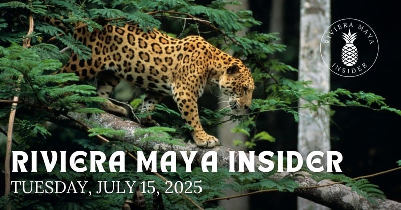 🐆 A Jaguar in Puerto Aventuras? What the Experts Are Saying