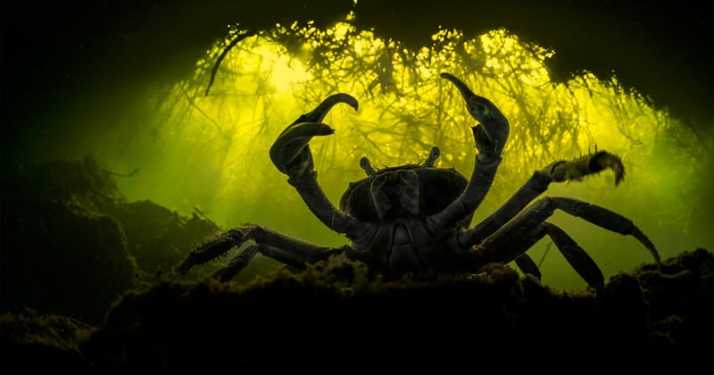 Underwater Photo Competition Guide: Top Tips from Past Winners for Image Selection