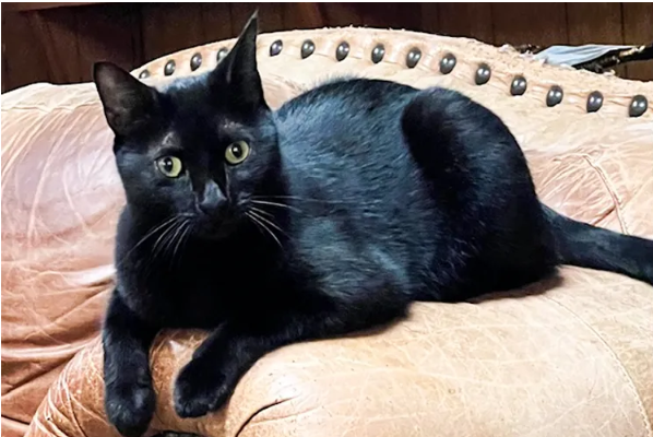 “The Cat That Shook Science” 🔬🐾