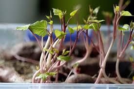 🕊️ The Bird That Sings