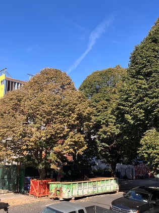 🌳 $60M in Tree Maintenance Contracts Go to Questionable Vendors