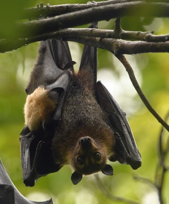 Newsport Alert Monday 13 October 2025