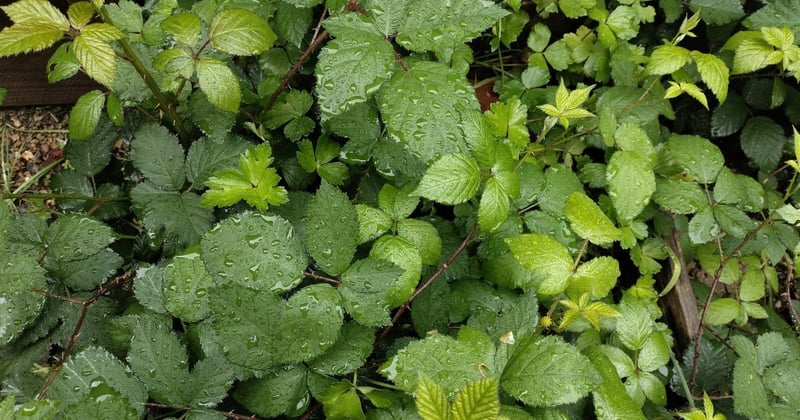 How warmer and wetter weather is worsening the eastern suburbs' blackberry weed problems