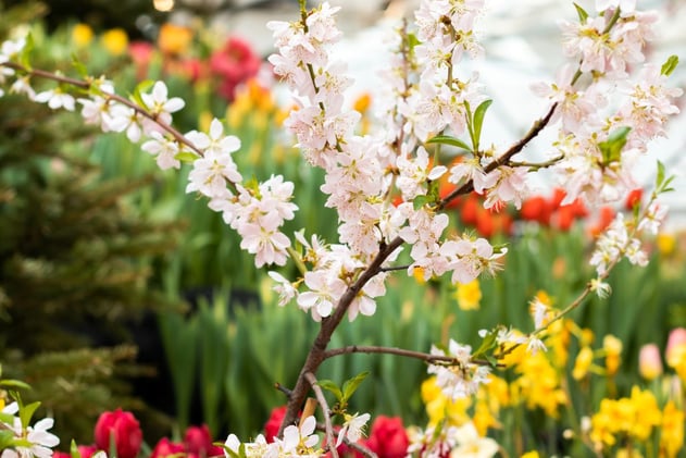 🌿 They’re Back - and You Didn’t See Them All Winter 👀