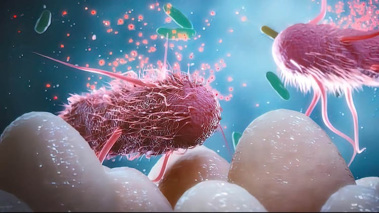 Stress and Gut Health: How Cortisol Destroys Microbiome