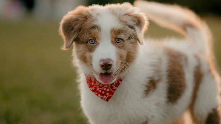 🐕 The secret to puppy training