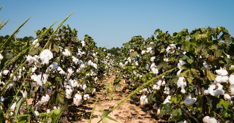 Global Cotton Production