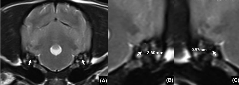 New MRI Study Links Utricle Asymmetry to Vestibular Disease in Senior Dogs