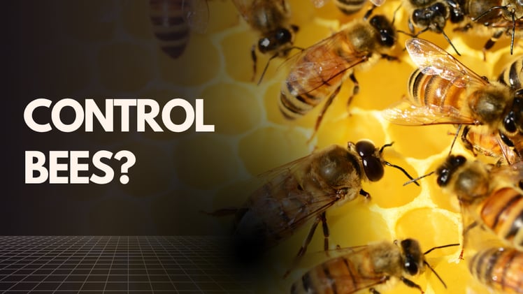 control bees?