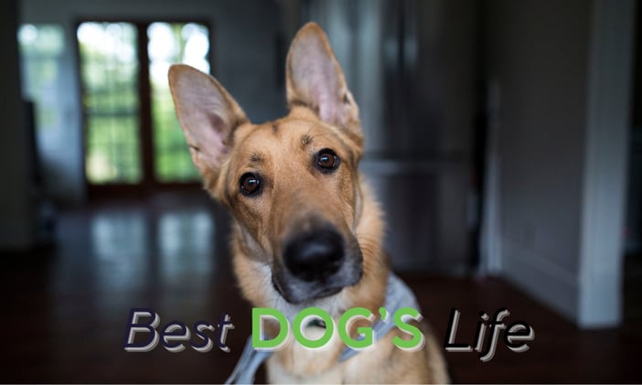 🐶How Your Dog Can Learn A LOT More Words.