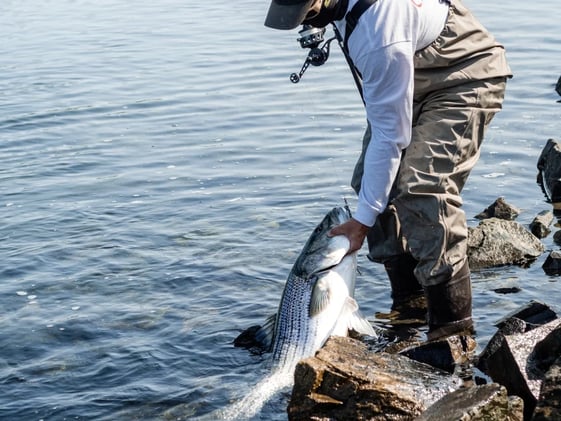 The Perfect Line Strength for Striped Bass—Don’t Lose Your Catch