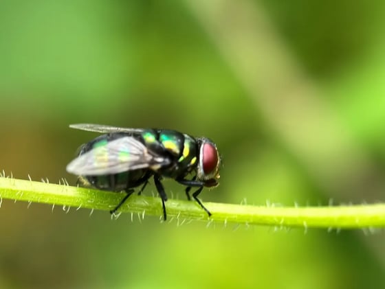 California Health Officials Urge Caution as Flesh-Eating Parasite Threatens to Spread