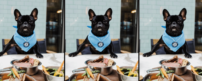 💊 Restaurantes de lujo para perros