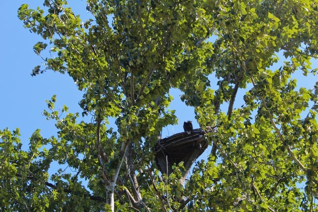 How human-made nests are helping eagles in Vancouver