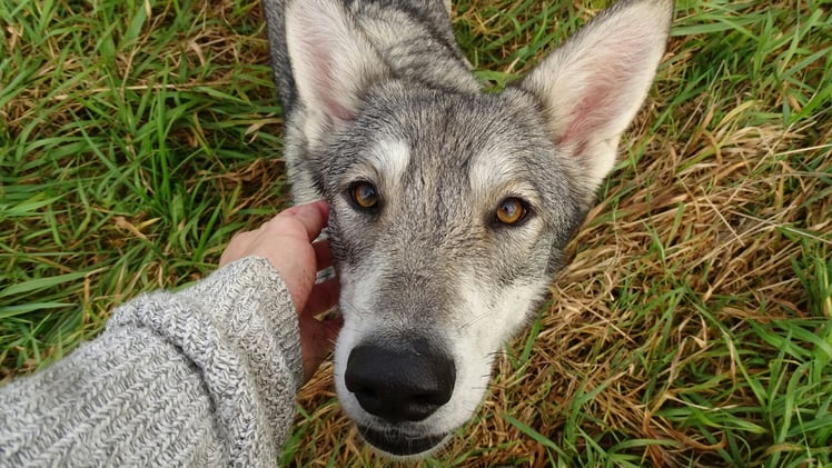 🐕 Why dogs get confused by screens