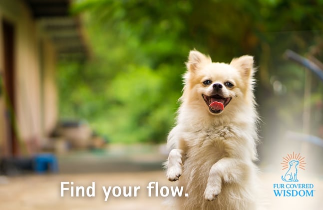 Find Your Flow