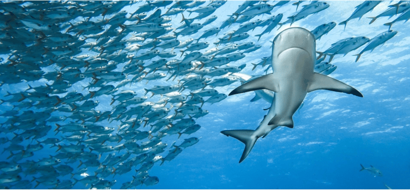 Global Waves of Protection: Nations Declare Vast New Marine Protected Areas
