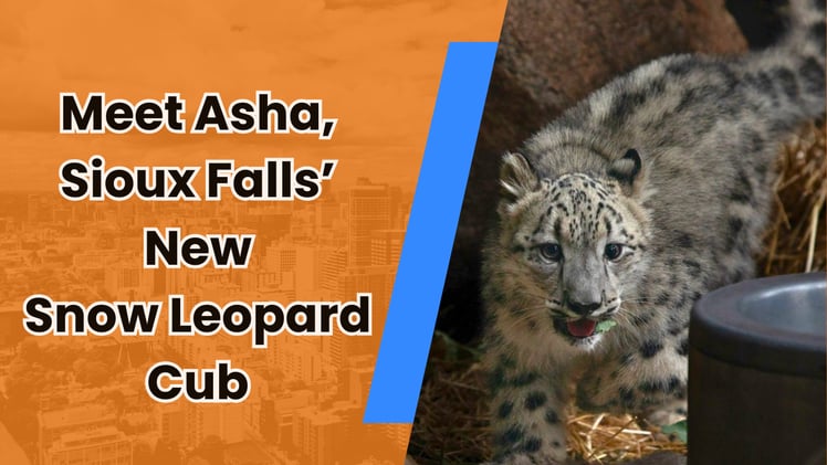 🐆 Time to meet Sioux Falls' snow leopard cub!
