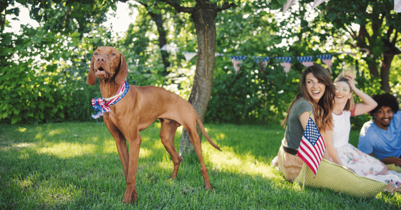 How to Keep your Dog Cool (and Active) This July