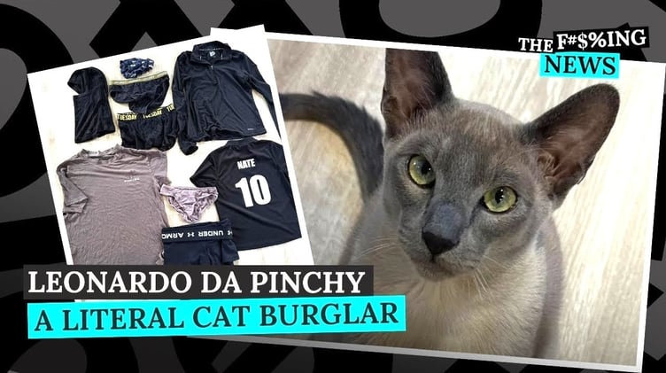 Cat Named 'Leonardo da Pinchy' Steals Expensive Laundry From His Neighbors