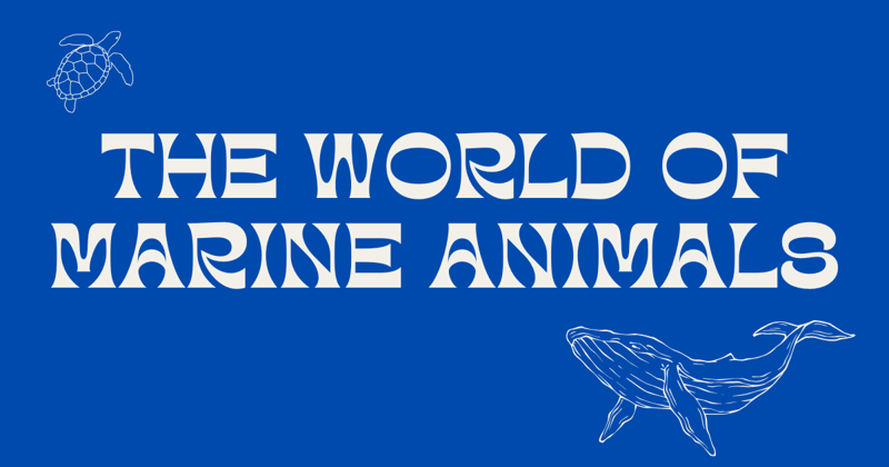 The World of Marine Animals