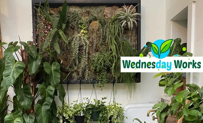 Wednesday Works: Mounting Epiphytic Plants Like a Pro