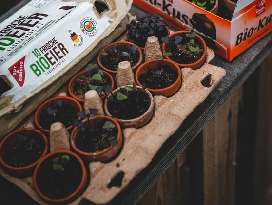 💭 Budget-friendly produce inside