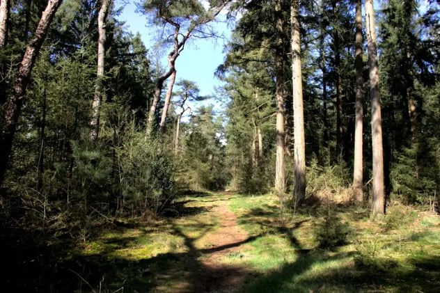 The Benefits of Walking Meditation