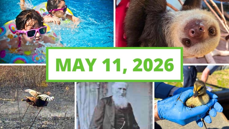 Local ducklings saved, food truck nights happening all week & more!