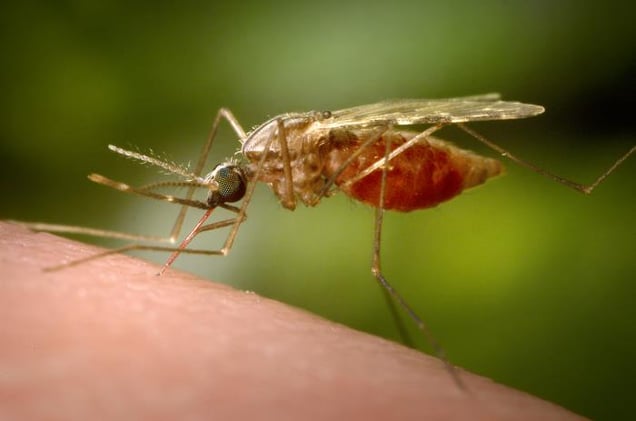 Milder winters are sending mosquitoes beyond the ‘tropics’