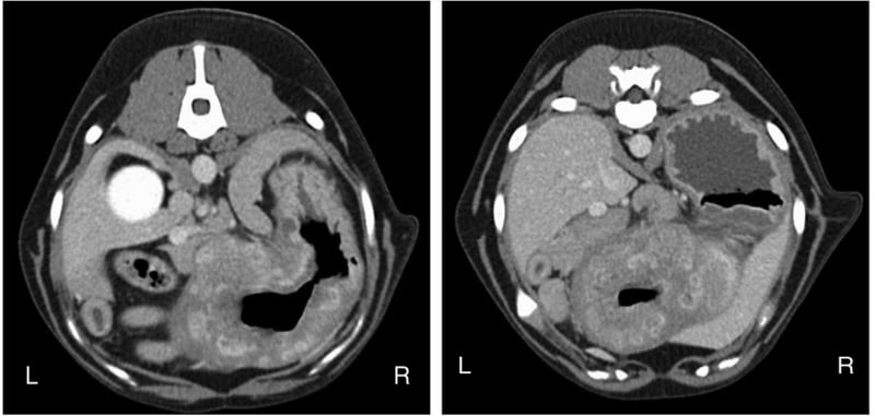 Review of swamp cancer.....