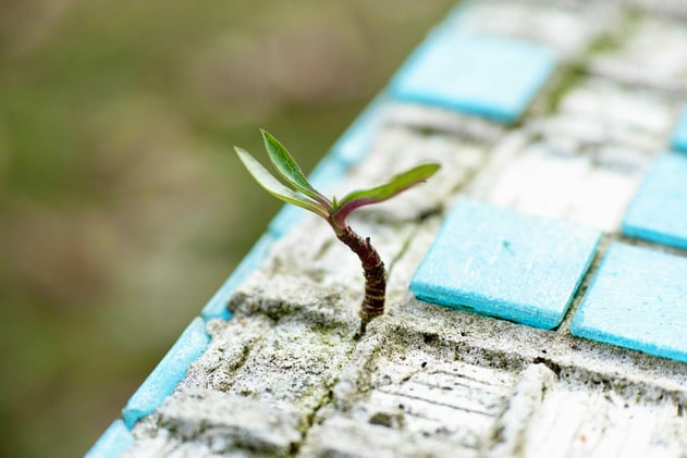 Navigating Uncertainty: The Case for Strong, Disciplined Businesses