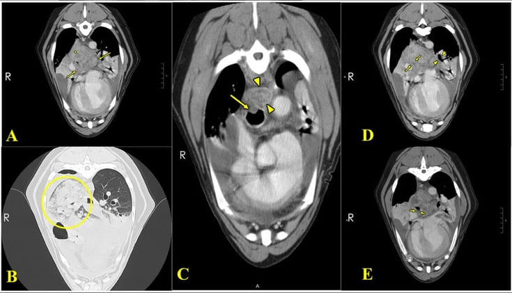 First Reported Case of Fibrosing Mediastinitis in a Dog — A Rare Canine Respiratory Syndrome